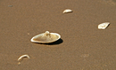Details am Strand