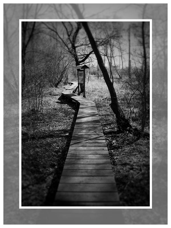 Steg durch´s Moor !