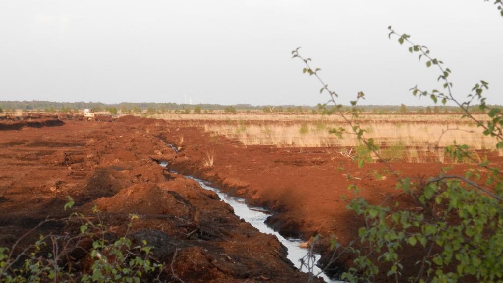 Im Südlohner Moor 1