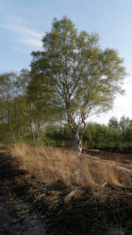 Im Südlohner Moor 2 Birke