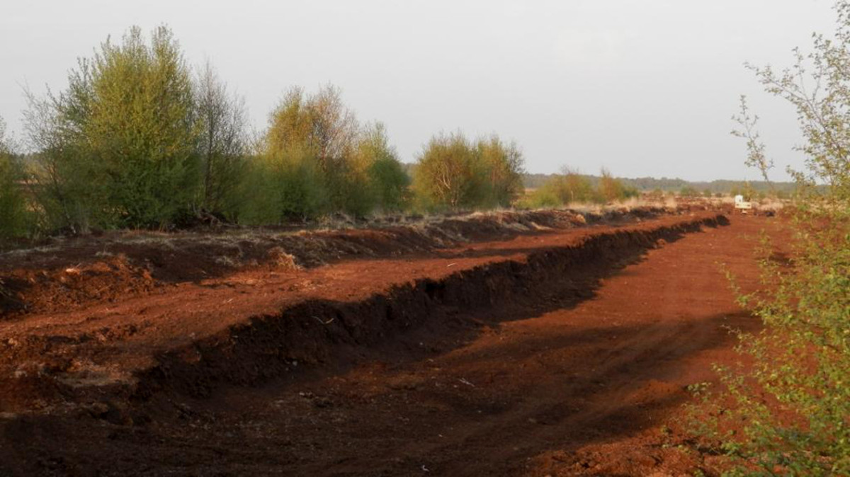 Südlohner Moorlandschaft 