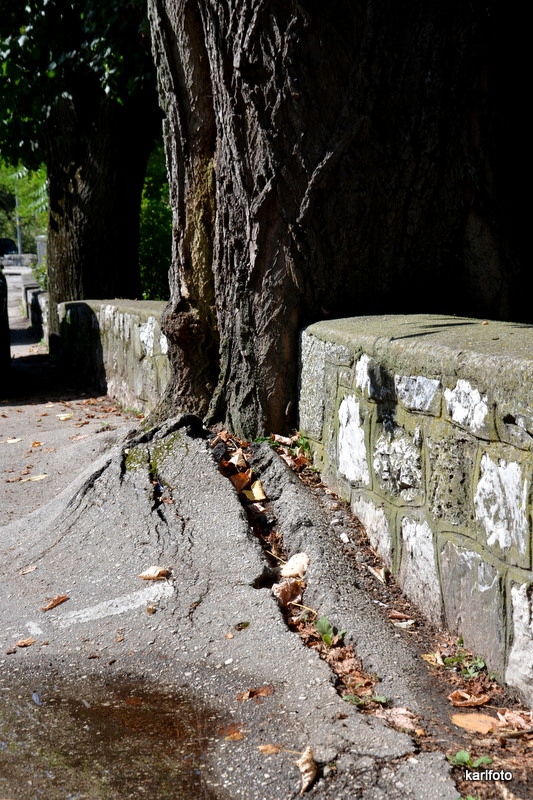 ...die Natur holt sich die Strasse zurück...