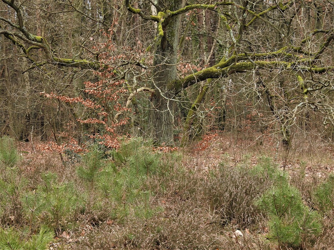 Der Waldblick