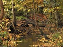 Trampelpfad im Wald