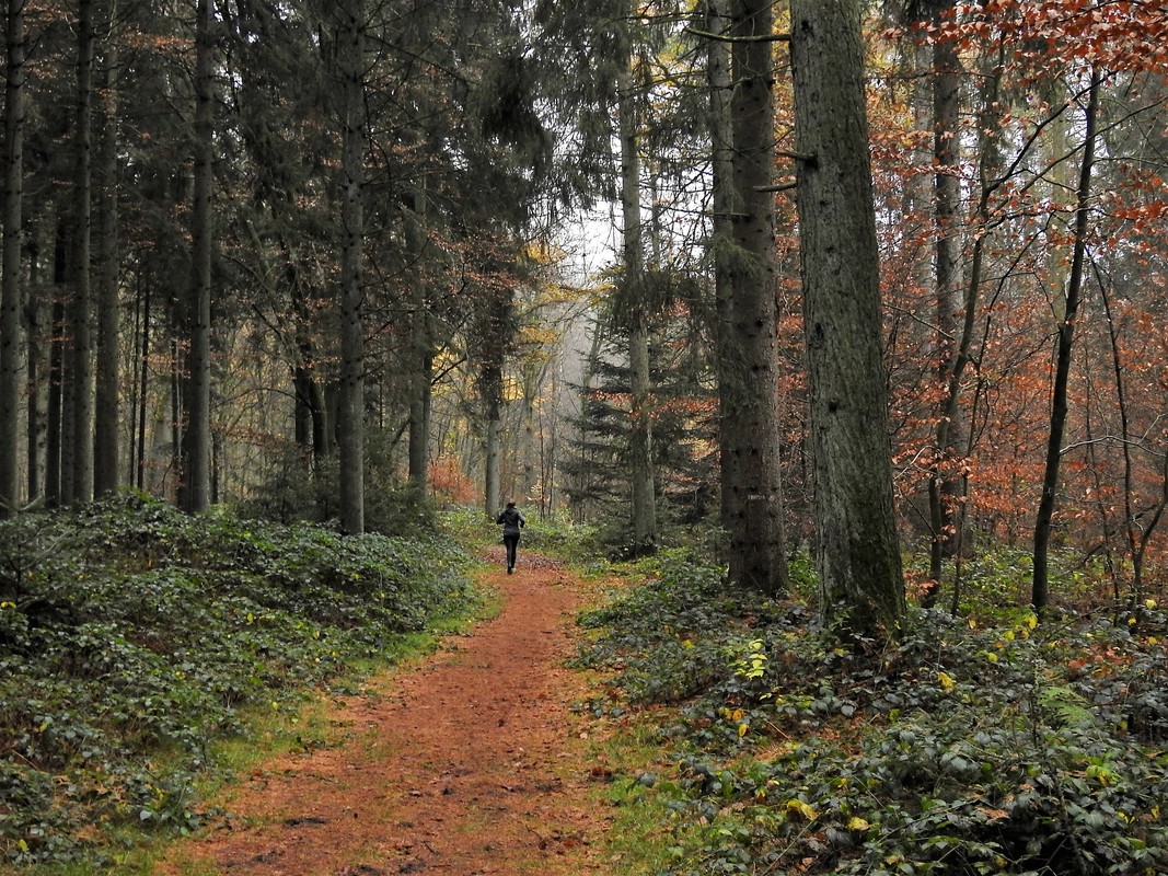 Waldpfad bei Deinste