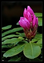 Rhododendron Knospe