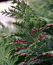 Blühende Thuja! 