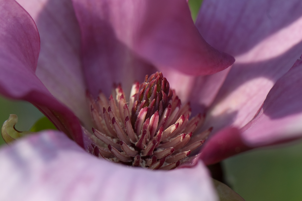 Magnolie - Herzstück