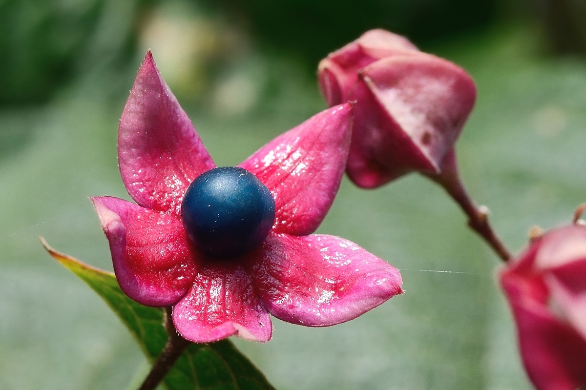 Frucht des Losbaums