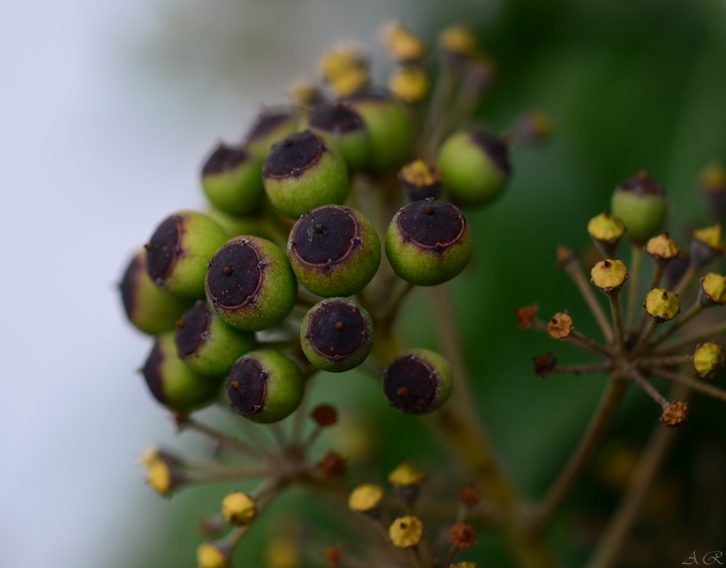 Samenkapseln des Efeu!