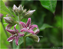 Mal was seltenes.... Metaplexis japonica