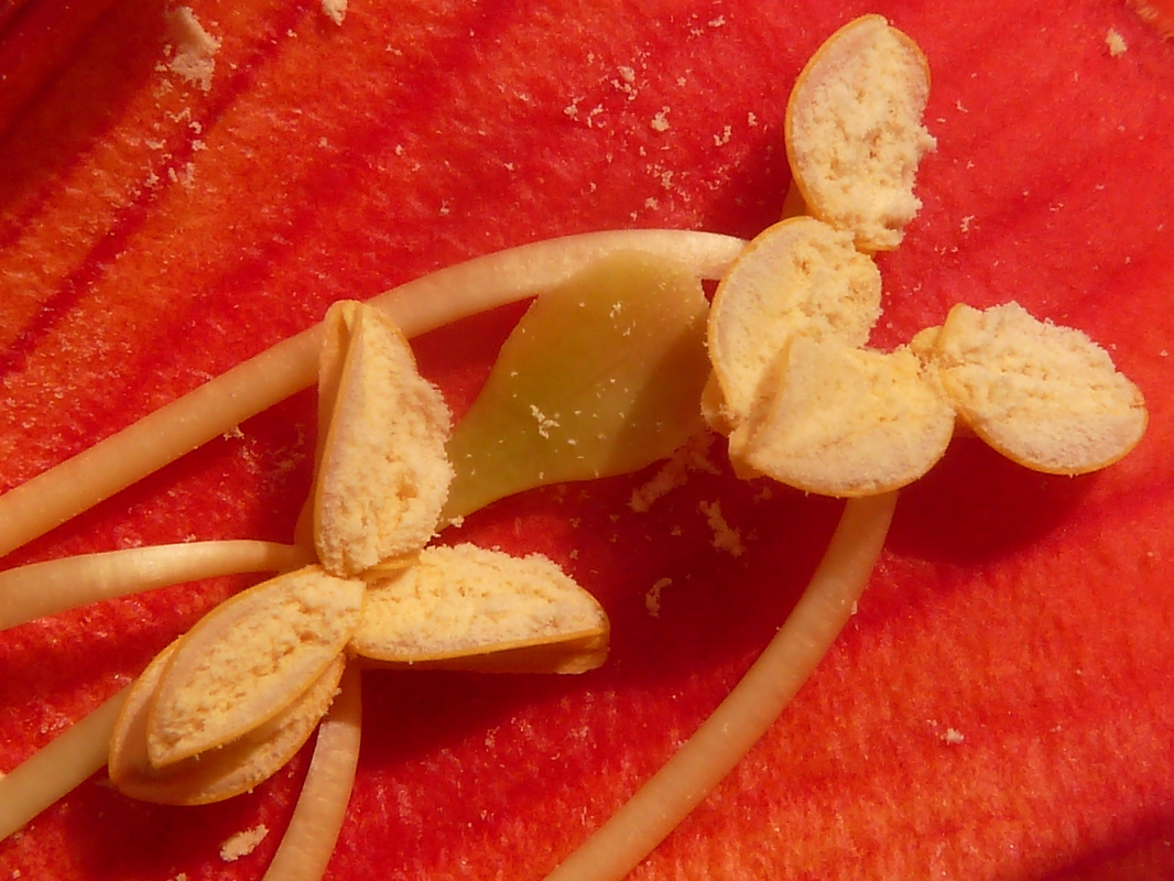 Amerikanische Klettertrompete