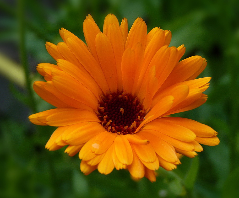 Ringelblumenblüte