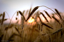 Getreide im Abendrot