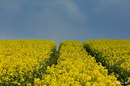 Rapsblüte