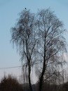 Kahler Baum