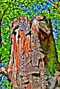 Baumstumpf