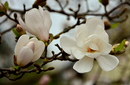 Magnolienblüte!
