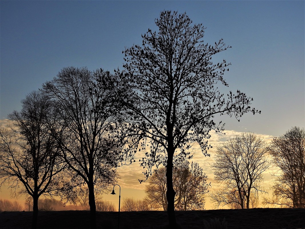 Kahle schöne Bäume 