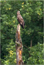 Seeadler im Nationalpark Marchegg