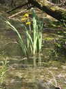 Wasserlilie