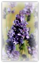 Lavendel 
