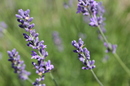 Lavendel...