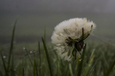 Pusteblume nach Nebelattacke 