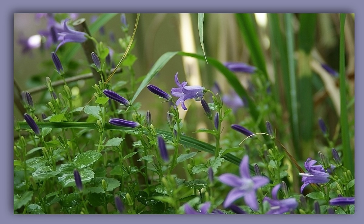 Mauerglockenblume