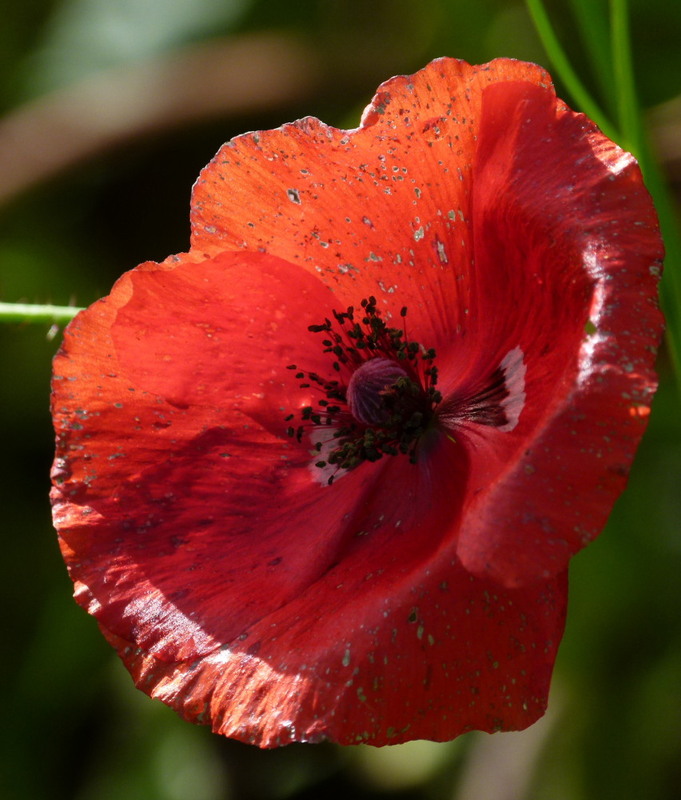 Oktobermohn