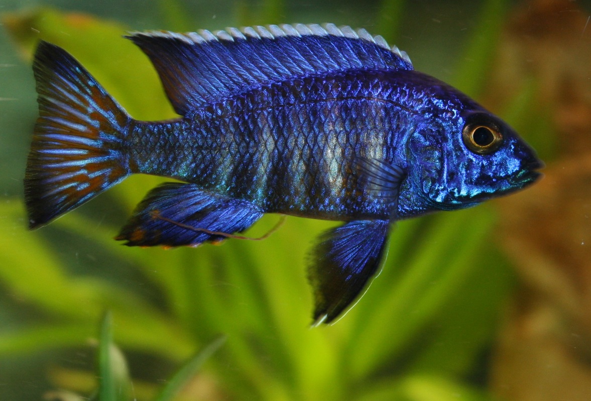 Aulonocara Stuartgranti chilumba