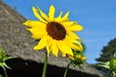 Sonnenblume