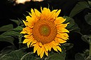 Sonnenblume II