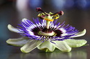Passionsblume