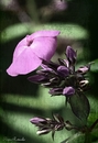 Phlox!