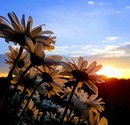 Sommerabend....