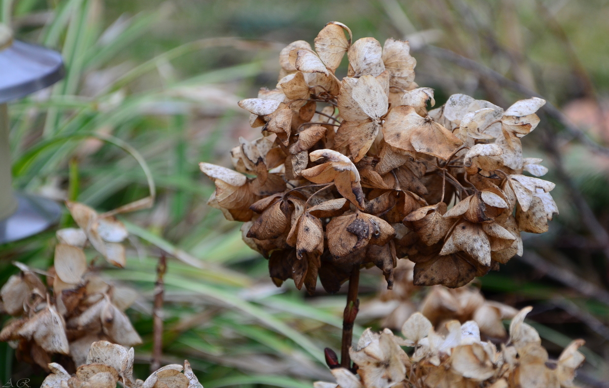 Der Rest einer Hortensie!