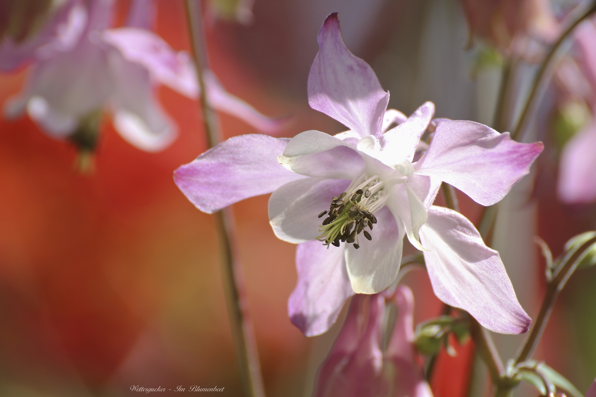 Heut im Blumenbeet ...