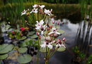 am Gartenteich gesehen..