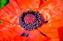 Mohn