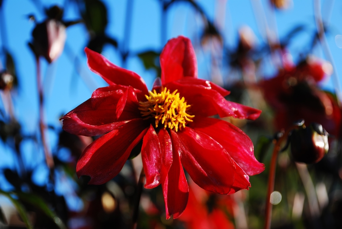 Die letzte ihrer Art