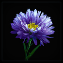Belgische Aster