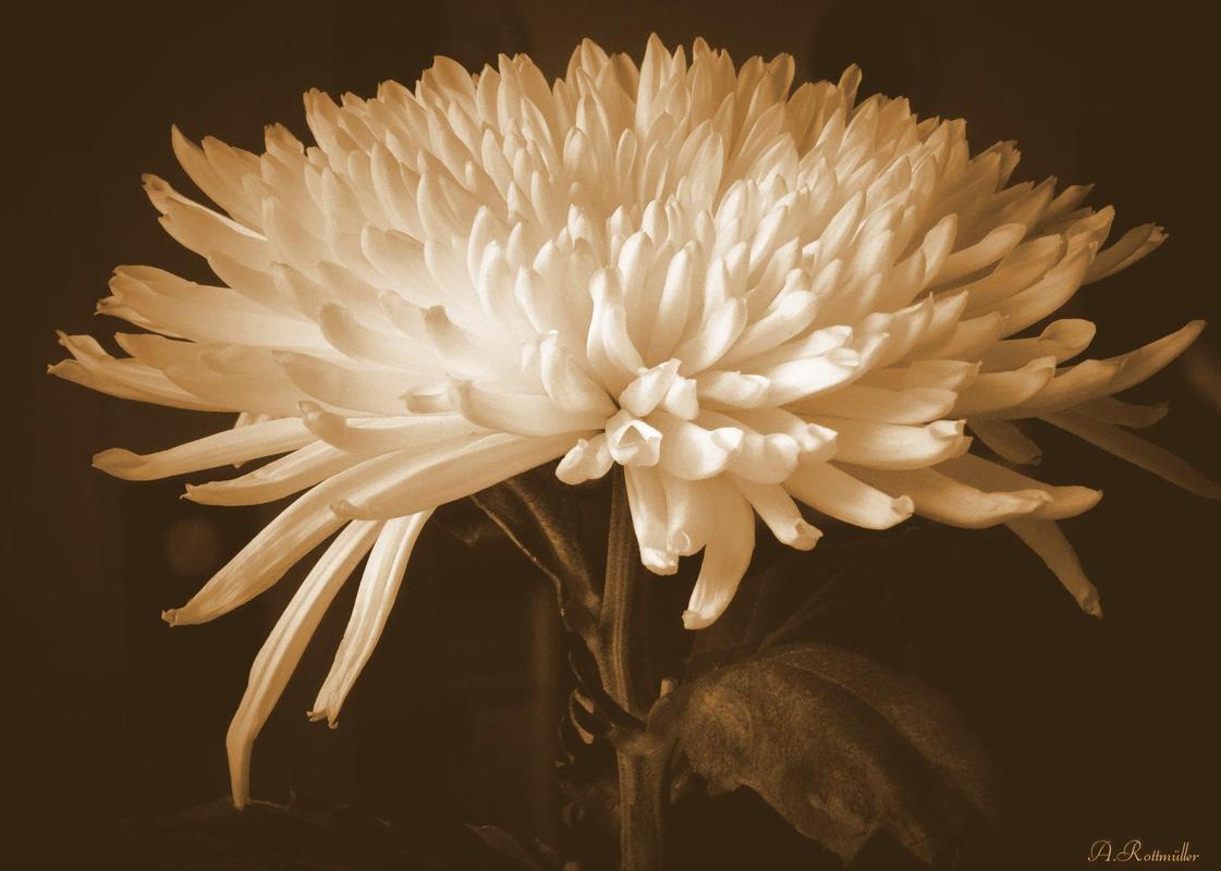Chrysantheme!