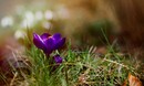 Krokus