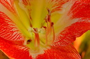 Fotos_Amaryllis