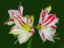 Fotos_Amaryllis