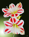 Fotos_Amaryllis