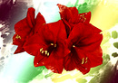 Amaryllis