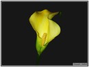 Calla 