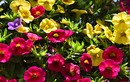 Im Blumenkasten